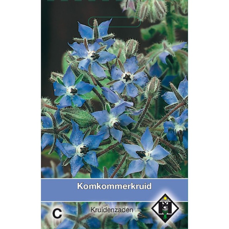 Bernagie / Borago officinalis