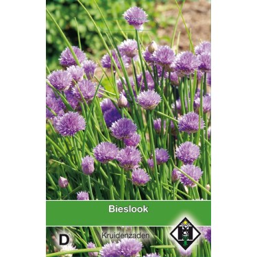 Bieslook / Allium schoenproasum