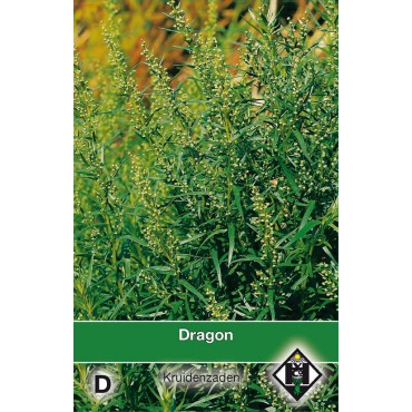Dragon / Artemisia dranunulus