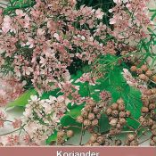 Koriander / Coriandrum sativum