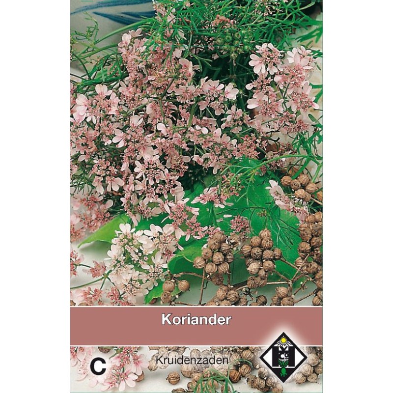 Koriander / Coriandrum sativum Koriander / Coriandrum sativum
