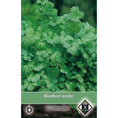 Bladkoriander / Coriandrum sativum