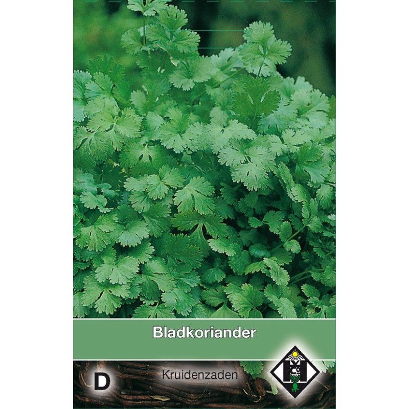 Bladkoriander / Coriandrum sativum Bladkoriander / Coriandrum sativum