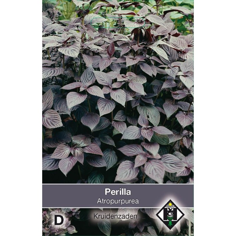 Perilla nankinensis 'Atropurpurea Laciniata' Perilla nankinensis 'Atropurpurea Laciniata'