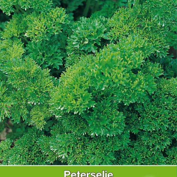 Peterselie Moskrul / Peterselinum crispum 'Moskrul'