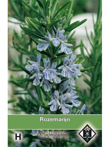 Rozemarijn / Rosmarinus officinalis