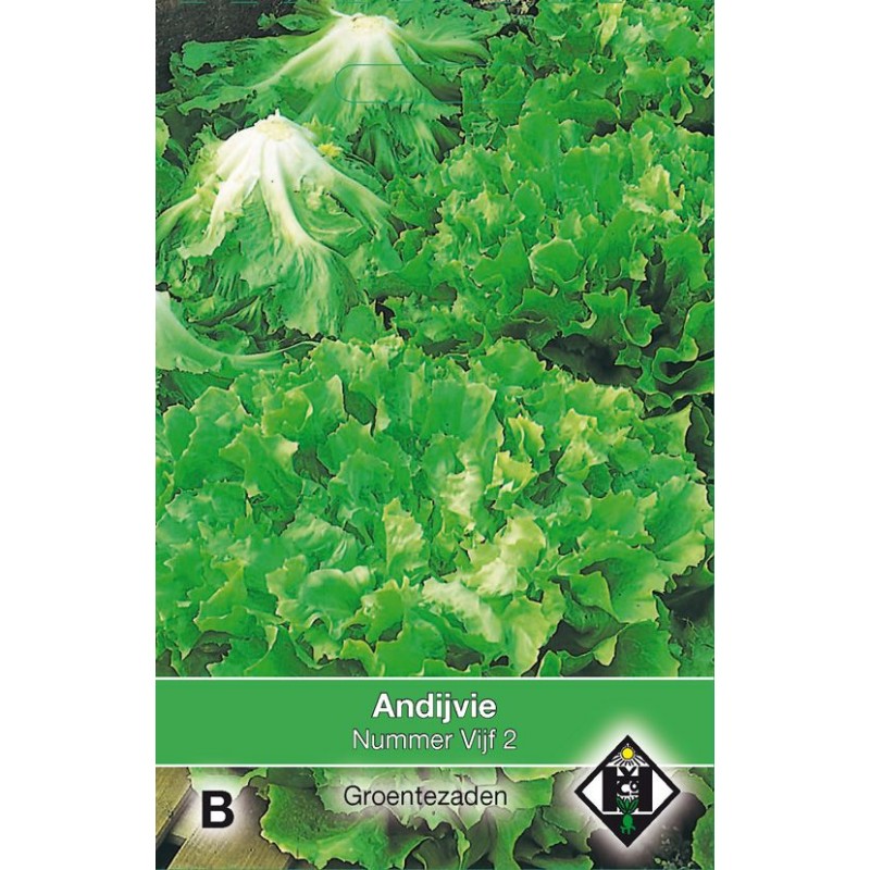 Andijvie, Cichorium endivia 'Nummer Vijf 2' Andijvie, Cichorium endivia 'Nummer Vijf 2'
