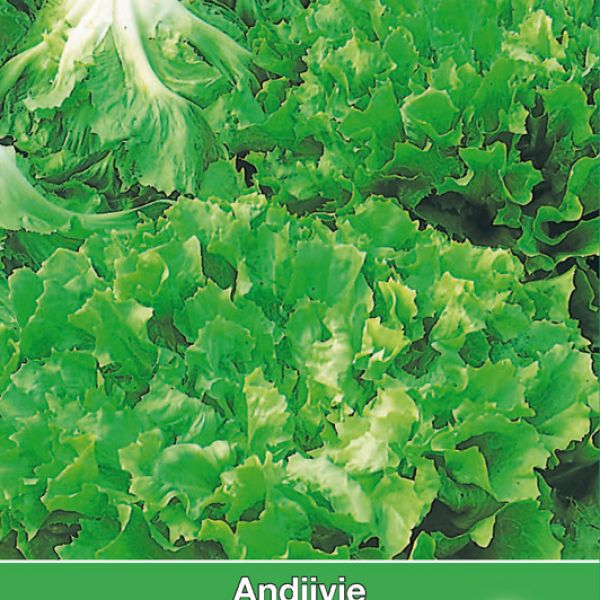 Andijvie, Cichorium endivia 'Nummer Vijf 2'