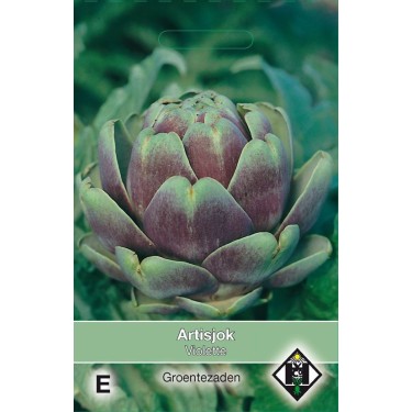 Artisjok, Cynara scolymus 'Violette' Artisjok, Cynara scolymus 'Violette'