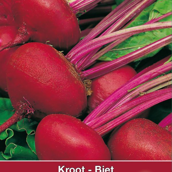 Biet - Kroot, Beta vulgaris 'Egyptische Platronde'