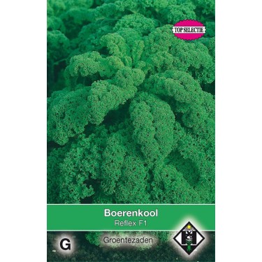 Boerenkool, Brassica oleracea sabellica 'Reflex F1' Boerenkool, Brassica oleracea sabellica 'Reflex F1'