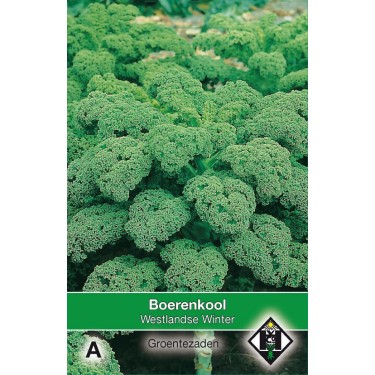 Boerenkool, Brassica oleracea sabellica 'Westlandse Winter' Boerenkool, Brassica oleracea sabellica 'Westlandse Winter'
