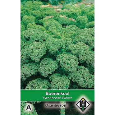 Boerenkool, Brassica oleracea sabellica 'Westlandse Winter'