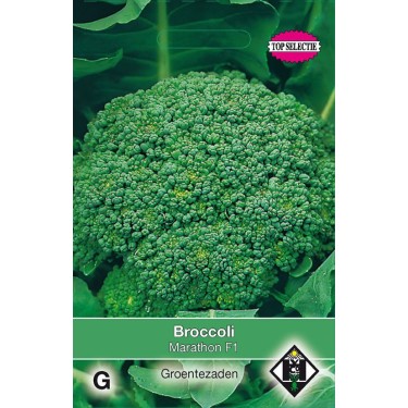 Broccoli, Brassica oleracea cymosa 'Marathon F1' Broccoli, Brassica oleracea cymosa 'Marathon F1'