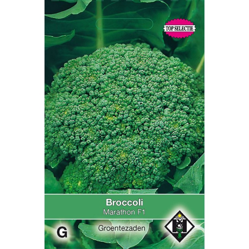 Broccoli, Brassica oleracea cymosa 'Marathon F1' Broccoli, Brassica oleracea cymosa 'Marathon F1'