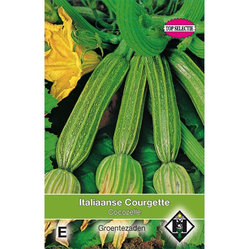 Courgette, Cucurbita pepo 'Cocozelle' Courgette, Cucurbita pepo 'Cocozelle'