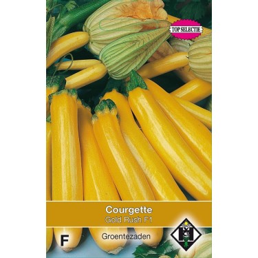 Courgette, Cucurbita pepo 'Gold Rush F1' Courgette, Cucurbita pepo 'Gold Rush F1'