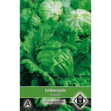 IJsbergsla, Lactuca sativa 'Saladin' IJsbergsla, Lactuca sativa 'Saladin'