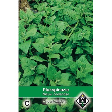 Plukspinazie, Tetragonia expansa 'Nieuw Zeelandse' Plukspinazie, Tetragonia expansa 'Nieuw Zeelandse'