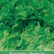 Raapstelen - Bladmoes, Brassica campestris 'Gewone Groene'