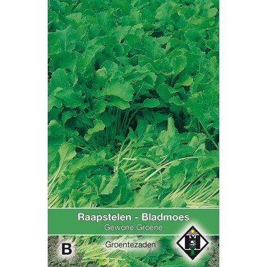Raapstelen - Bladmoes, Brassica campestris 'Gewone Groene' Raapstelen - Bladmoes, Brassica campestris 'Gewone Groene'