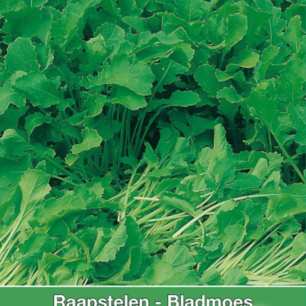 Raapstelen - Bladmoes, Brassica campestris 'Gewone Groene'
