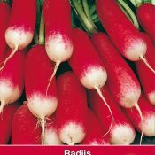 Radijs, Raphanus sativus 'French Breakfast'