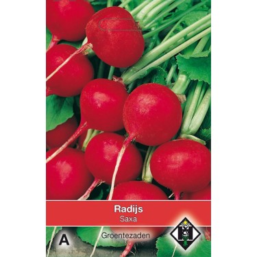 Radijs, Raphanus sativus 'Saxa'
