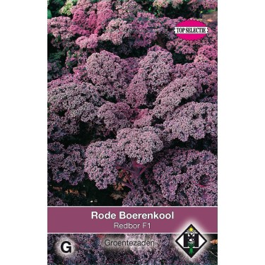 Rode boerenkool, Brassica oleracea sabellica 'Red Bor F1' Rode boerenkool, Brassica oleracea sabellica 'Red Bor F1'