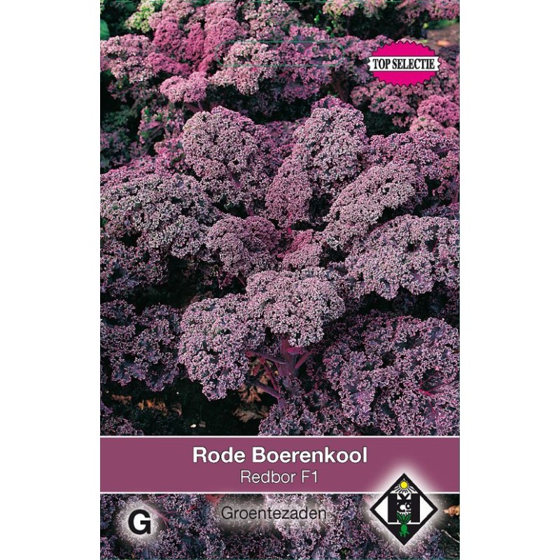 Rode boerenkool, Brassica oleracea sabellica 'Red Bor F1' Rode boerenkool, Brassica oleracea sabellica 'Red Bor F1'