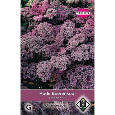 Rode boerenkool, Brassica oleracea sabellica 'Red Bor F1'