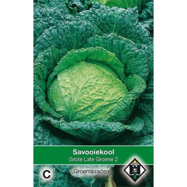 Savooiekool, Brassica oleracea sabauda 'Grote Late Groene 2' Savooiekool, Brassica oleracea sabauda 'Grote Late Groene 2'