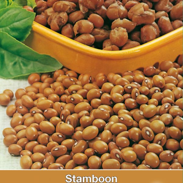 Stamboon - Bruine boon, Phaseolus vulgaris 'Bruine N.Hollandse' 30 gr.