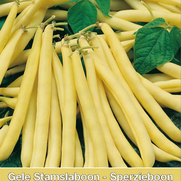 Stamslaboon - Sperzieboon, Phaseolus vulgaris 'Minidor', 30 gr.
