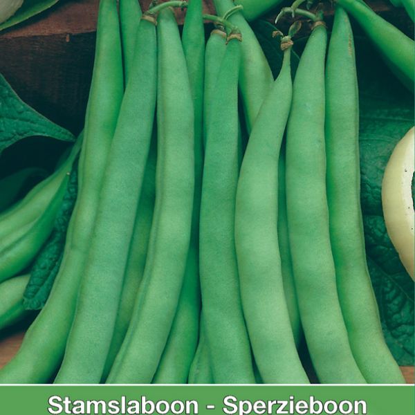 Stamslaboon, Phaseolus vulgaris 'Prelude', 60 gr.