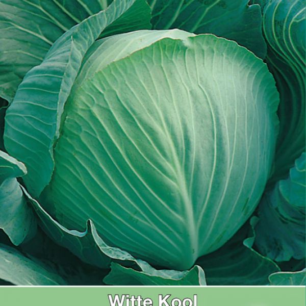 Witte kool, Brassica oleracea alba 'Langedijker Bewaar'