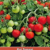 Pot tomaat Donna F1