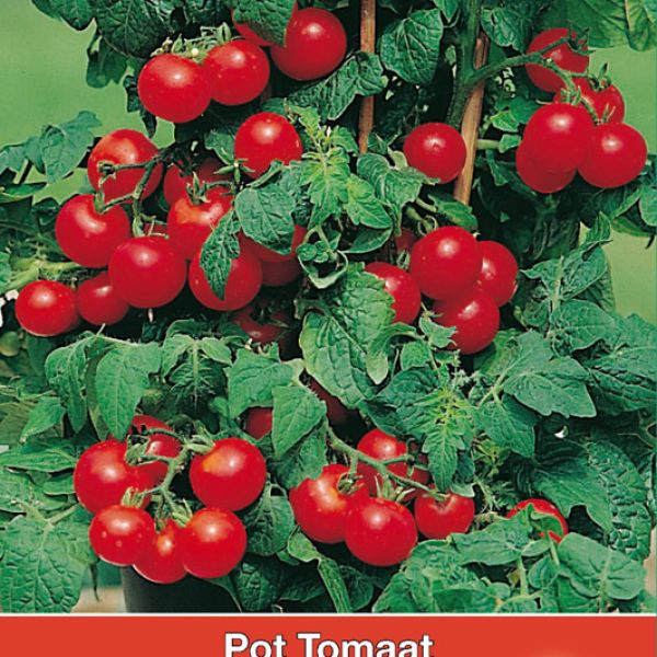 Pot tomaat Ruby Red