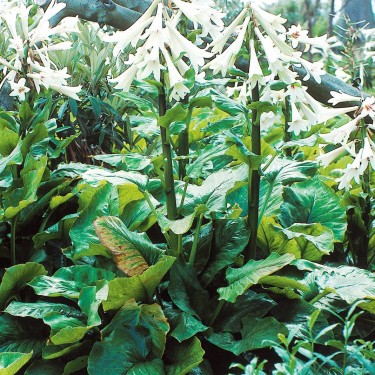 Cardiocrinum giganteum