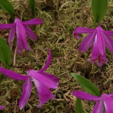 Pleione tongariro Pleione tongariro