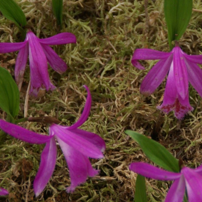Pleione tongariro Pleione tongariro