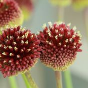 Allium amethystinum 'Red Mohican'