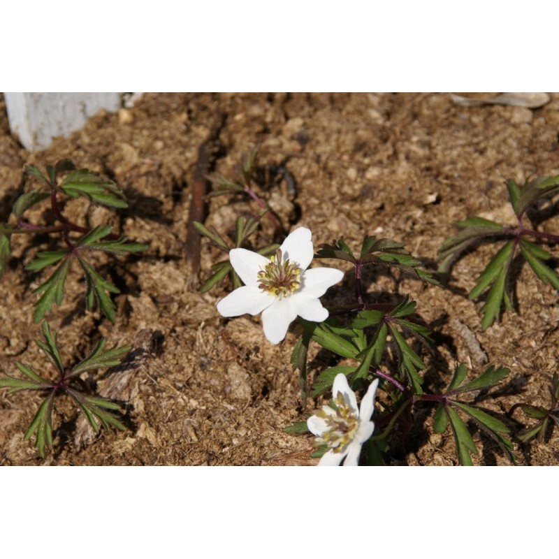Anemone nemorosa 'Green Fingers'