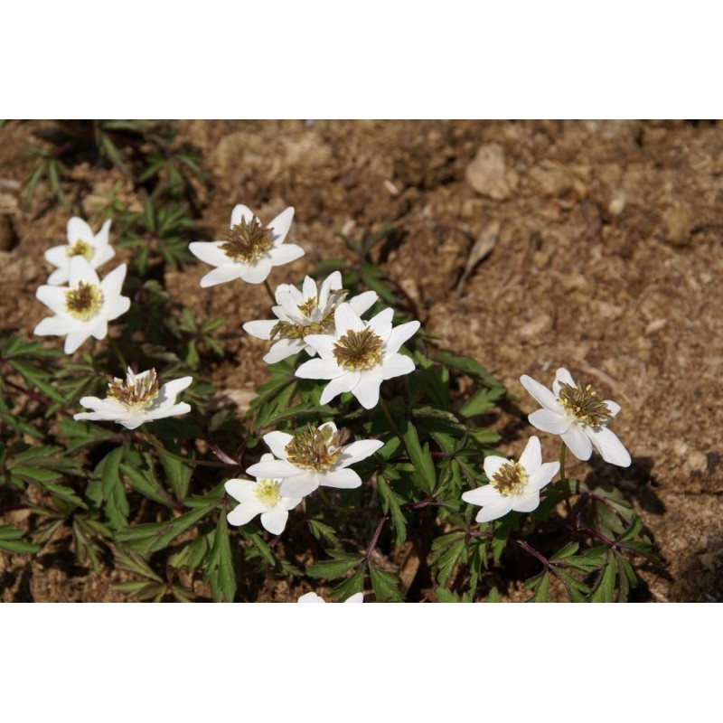Anemone nemorosa 'Green Fingers'