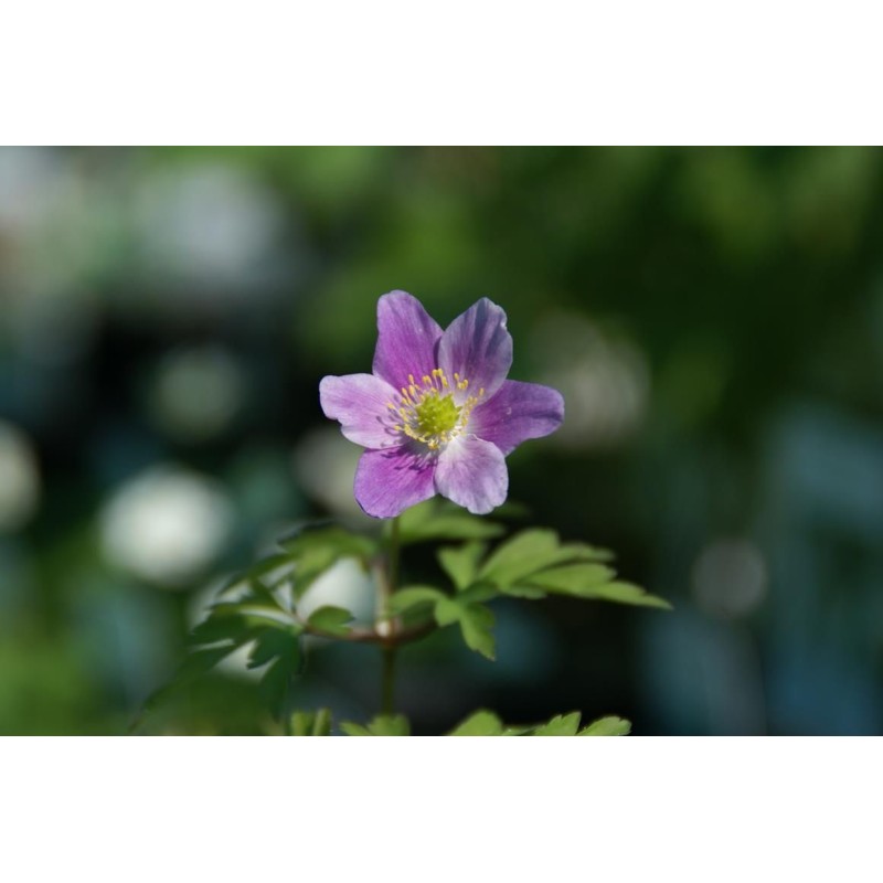 Anemone nemorosa 'Lucia' Anemone nemorosa 'Lucia'