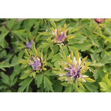 Anemone nemorosa 'Monstrosa' Anemone nemorosa 'Monstrosa'