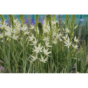 Camassia leichtlinii 'Sacajawea' Camassia leichtlinii 'Sacajawea'