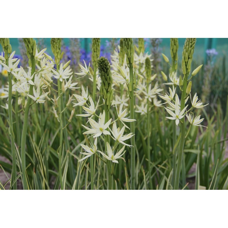 Camassia leichtlinii 'Sacajawea' Camassia leichtlinii 'Sacajawea'
