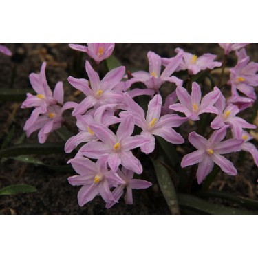 Chionodoxa luciliae 'Rose Queen' Chionodoxa luciliae 'Rose Queen'