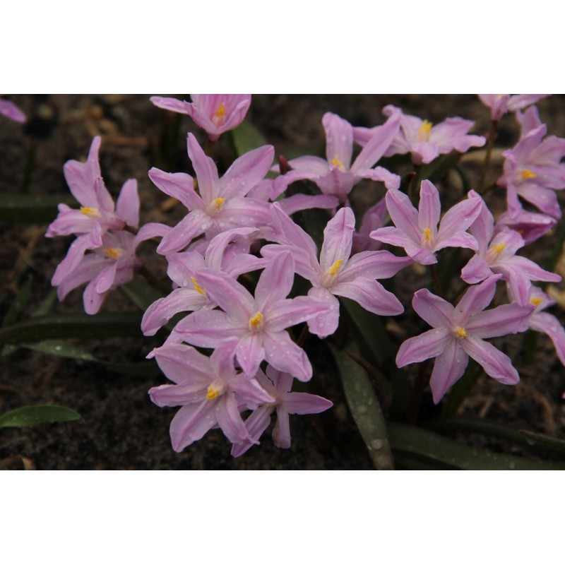 Chionodoxa luciliae 'Rose Queen' Chionodoxa luciliae 'Rose Queen'